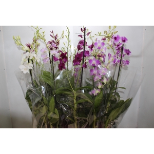 DENPHALAEN P13 2 HT VARIADO