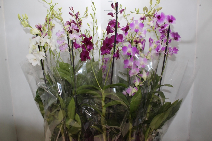 <h4>DENPHALAEN P13 2 HT VARIADO</h4>