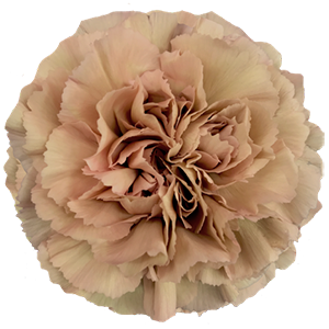 DIAN.ST. Caramel