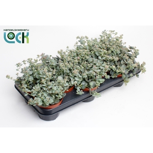 SEDUM SIEBOLDII