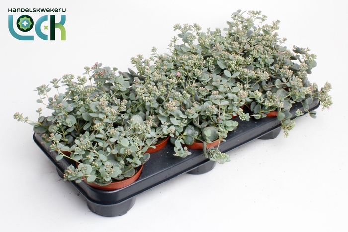 <h4>Sedum Sieboldii</h4>