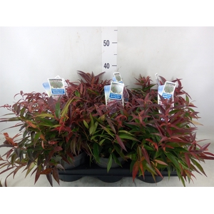 Leucothoe keiskei 'Burning Love'