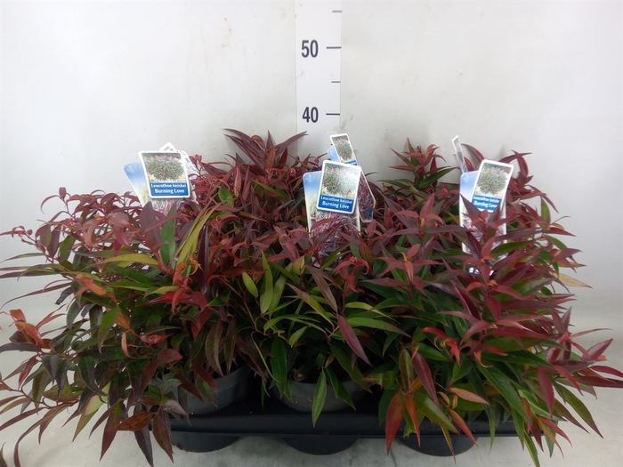 <h4>Leucothoe keiskei 'Burning Love'</h4>