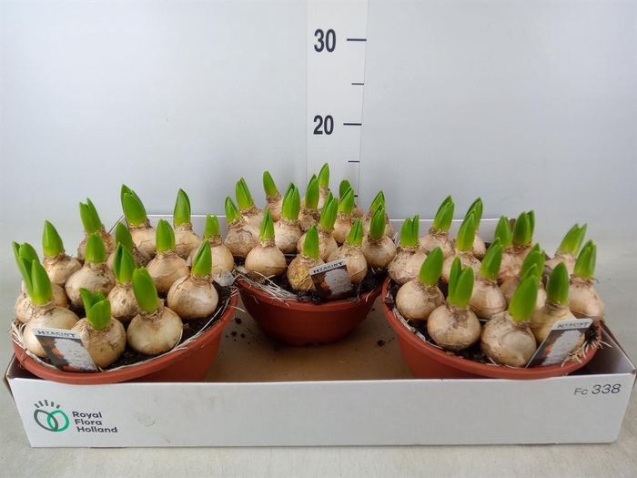 <h4>Hyacinthus orie. 'Pearl White'</h4>