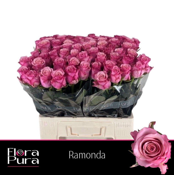 <h4>R GR RAMONDA</h4>