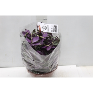 TRADESCANTIA ZEBRINA C21