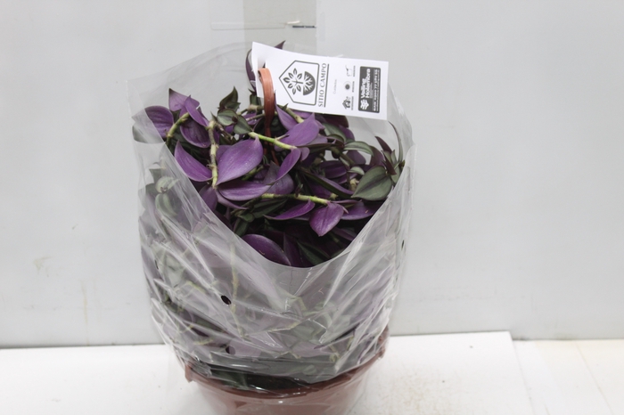 <h4>TRADESCANTIA ZEBRINA C21</h4>