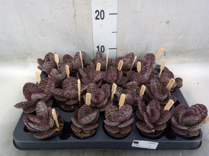 <h4>Kalanchoe humilis 'Surpris Desert'</h4>