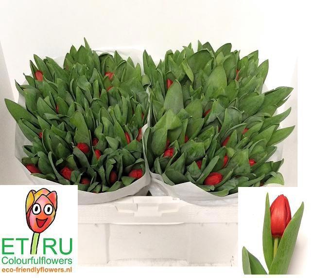 <h4>TU EN ESCAPE</h4>