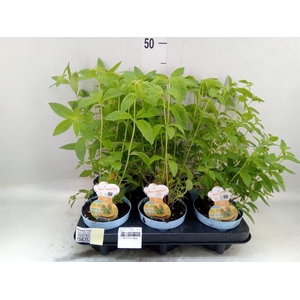 Aloysia triphylla