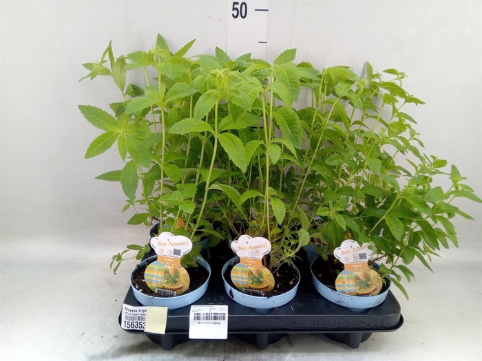 <h4>Aloysia triphylla</h4>