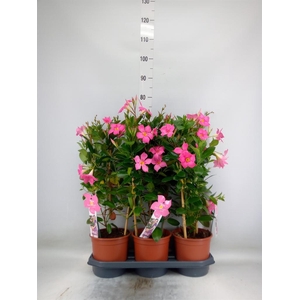 Mandevilla sand. 'Eagle Eye'