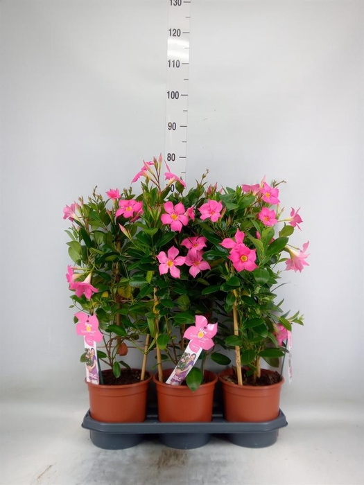 <h4>Mandevilla sand. 'Eagle Eye'</h4>