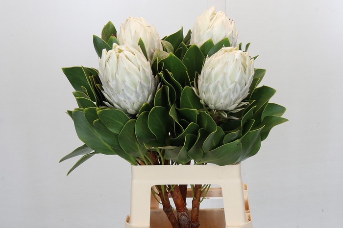 <h4>Protea Cyn. Ayoba Arctic Ice</h4>