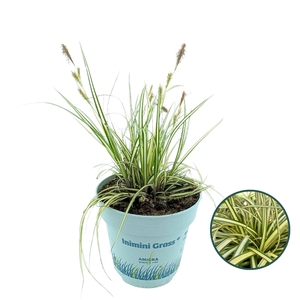 Carex oshimensis 'Evergold'