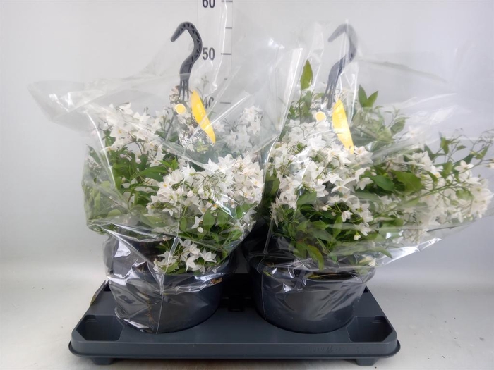 <h4>Solanum jasminoides</h4>