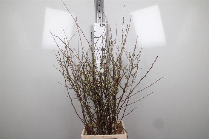 <h4>Chaenomeles Superba</h4>