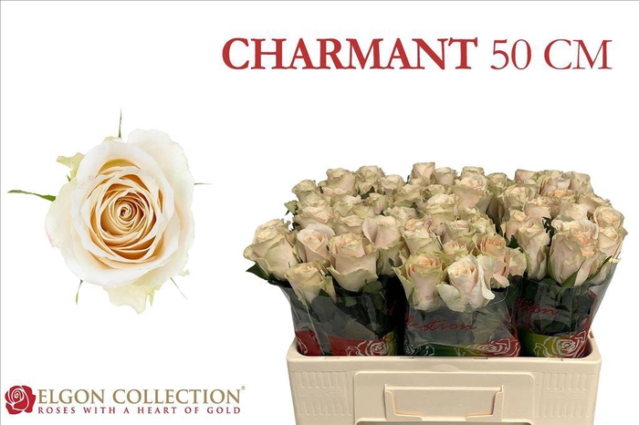 <h4>Rosa large charmant</h4>