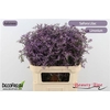 Limon Safora Lilac