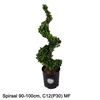 Ilex crenata Dark Green