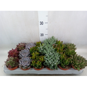 Succulents   ...