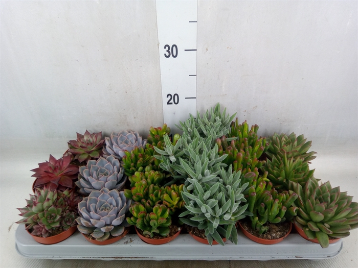 <h4>Succulents   ...</h4>