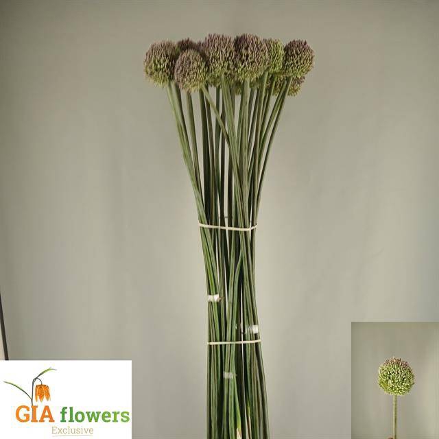 Allium Jollie Green Giant Gia
