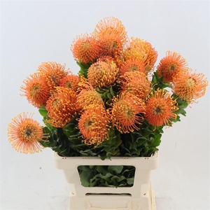 Leucospermum cordifolium Petercon