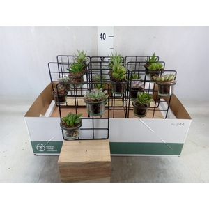 Arr.  Succulents L%