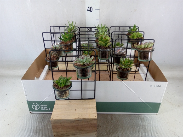 <h4>Arr.  Succulents L%</h4>