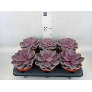 Echeveria  'Purple Pearl'