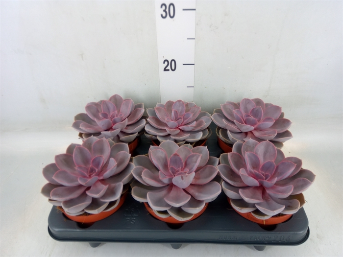 <h4>Echeveria  'Purple Pearl'</h4>