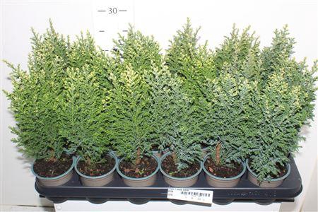 <h4>Cham L Snow White</h4>