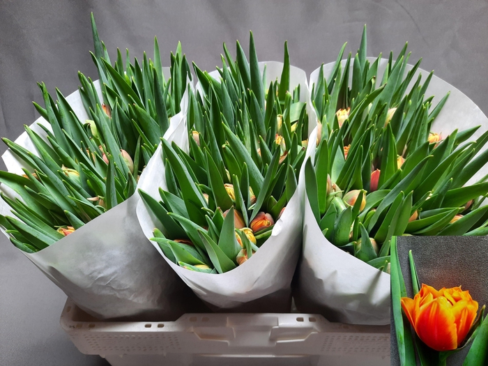 <h4>TU DU CROSSFIRE</h4>