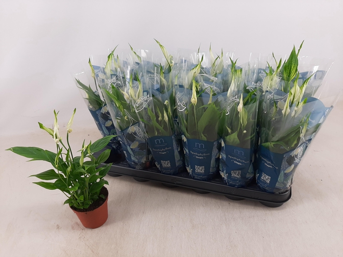 <h4>SPATH CHOPIN</h4>