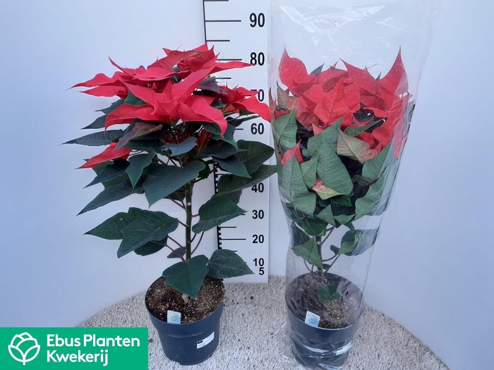 <h4>EUPHOR P FERRARA</h4>