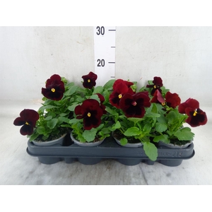 Viola wr. 'Delta Pro Red wBlotch'