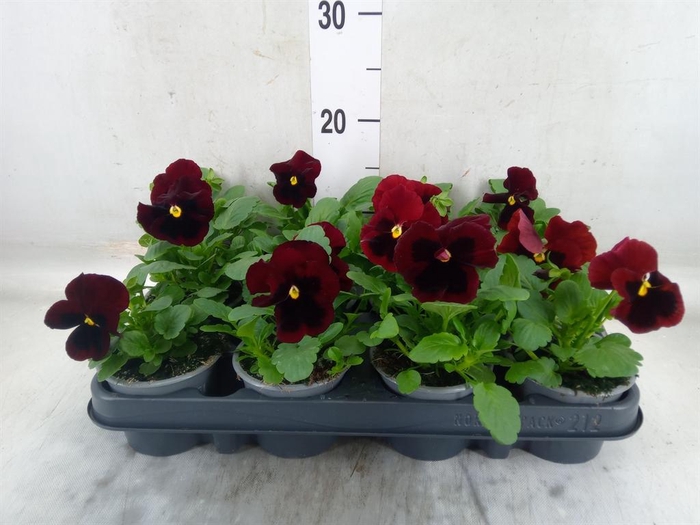 <h4>Viola wr. 'Delta Pro Red wBlotch'</h4>
