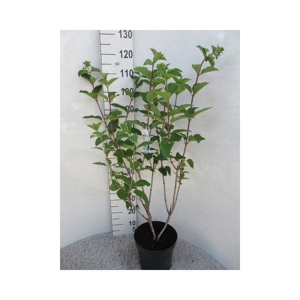 <h4>Hydrangea paniculata Silver Dollar str. 110 cm P26</h4>