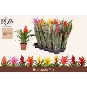 BROMELIA GEM 6 SRT