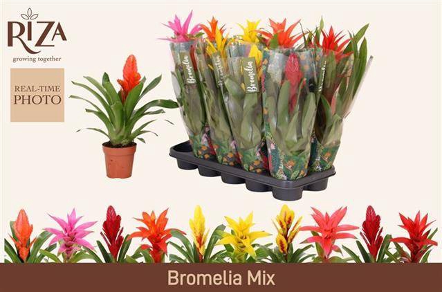 <h4>BROMELIA GEM 6 SRT</h4>