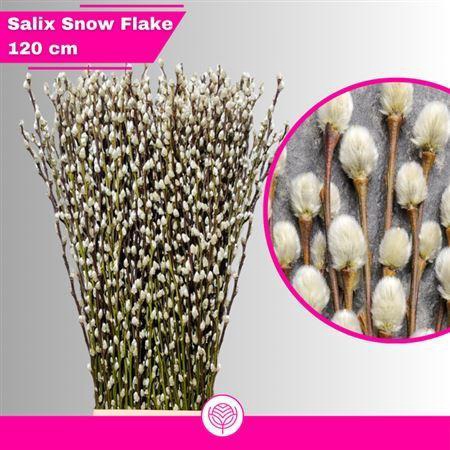 <h4>Salix Ca Snow Flake</h4>