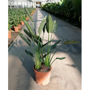 Strelitzia reginae