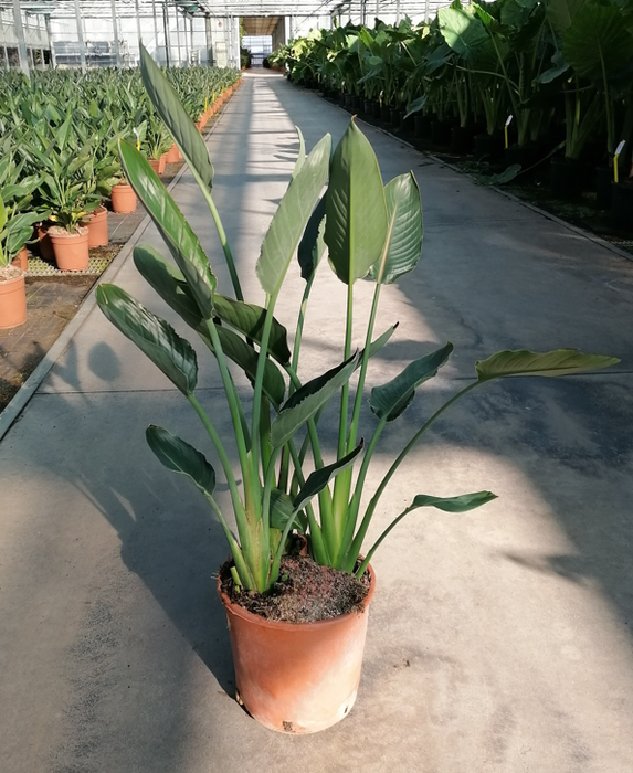 <h4>Strelitzia reginae</h4>
