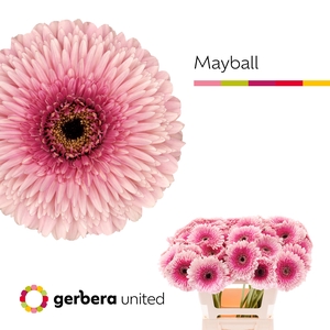 Gerbera Pomponi May Ball Water x40