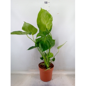 Monstera delic.