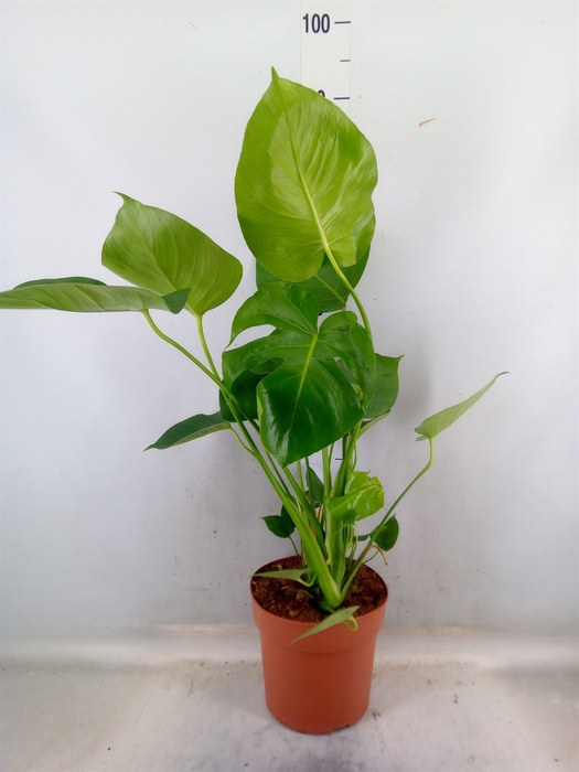 <h4>Monstera delic.</h4>