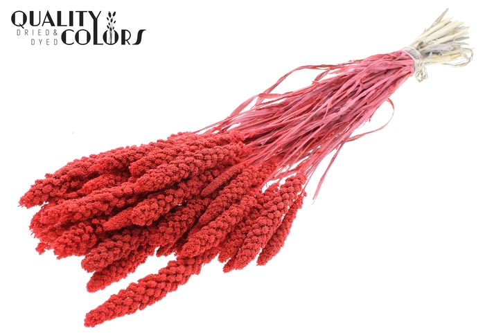 <h4>Gierst per bunch Intense Coral</h4>