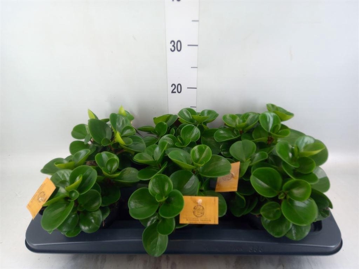 <h4>Peperomia obt. 'Green Gold'</h4>