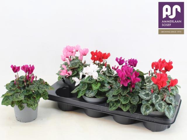 <h4>CYCL KL METIS DECORA</h4>